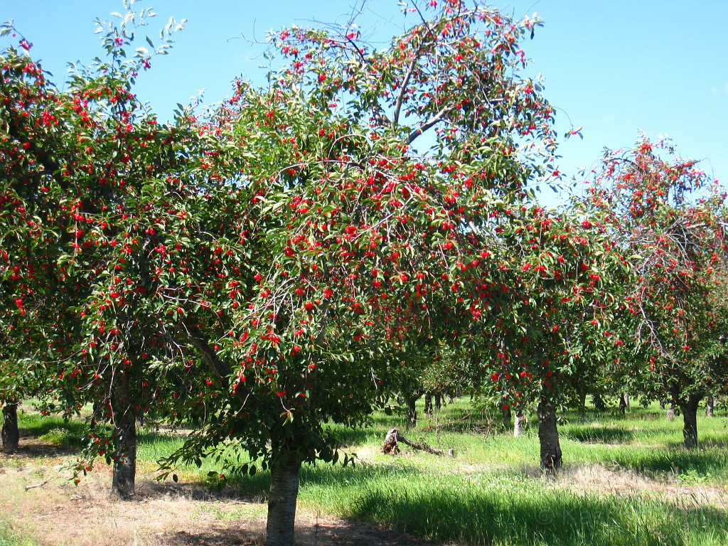 Michigan TC 2010-07 2100.jpg - The Michigan West Coast Tour of July 2010. From Luddington State Park to Traverse City for the Cherry Festival!